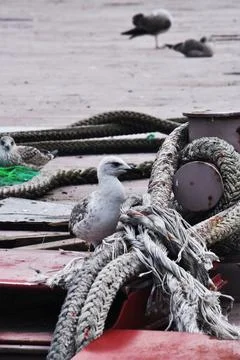 Seagull on the pier. Stock Photos