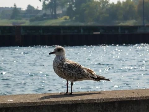 Seagull on the pier Stock Photos
