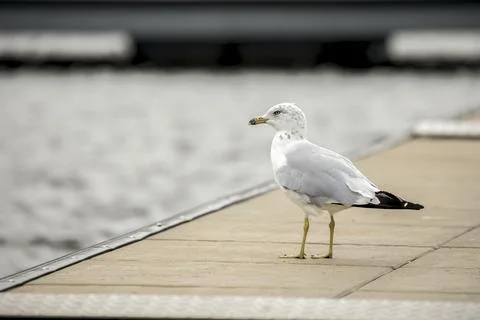 Seagull on a pier. Stock Photos