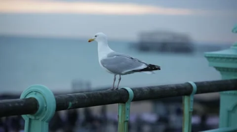 Seagull by the pier (shallow depth of field) Stock Footage 65181374