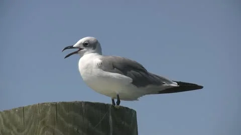 Seagull On Piling Stock Footage 14824711