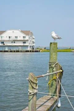 Seagull on a piling Stock Photos