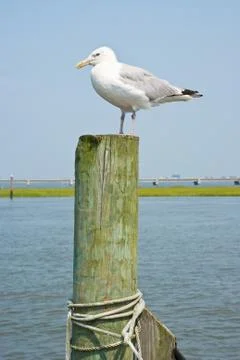 Seagull on a piling Stock Photos