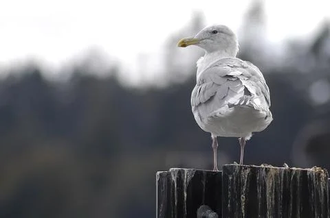 Seagull on Piling Foto stock