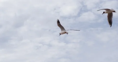 Seagull Plans to the Wind 4K Stock Footage 67469965