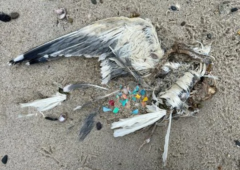 Seagull with Plastics at Chatham, Cape Cod Stock Photos
