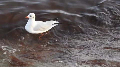 Seagull playing in sea waves Stock Footage 318867339