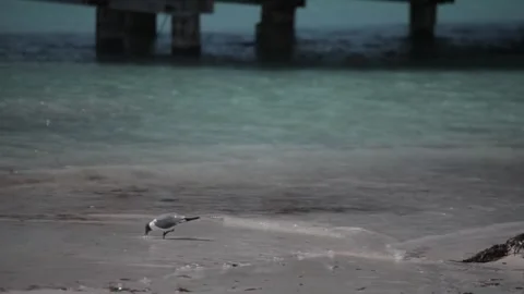 Seagull playing by the shore Stock Footage 260578373