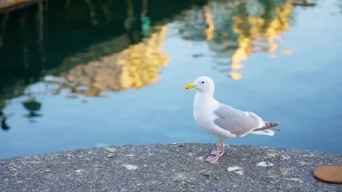 A Seagull playing in the sun on a harbor side Stock Footage 152803952