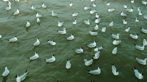 Seagull playing on surface Stock Footage 37411153