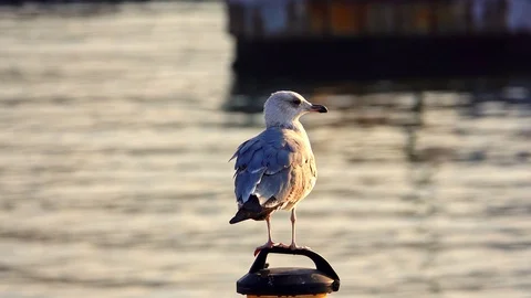 Seagull on the pole Stock Footage 118656842