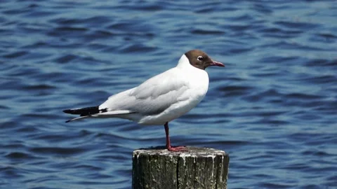 Seagull on a pole  動画素材 156551369