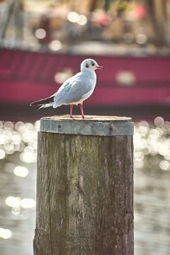 Seagull on pole in Harbor Stock Photos