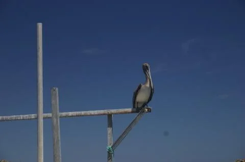 Seagull On A Pole Stock-Fotos