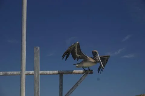 Seagull On A Pole Stock Photos