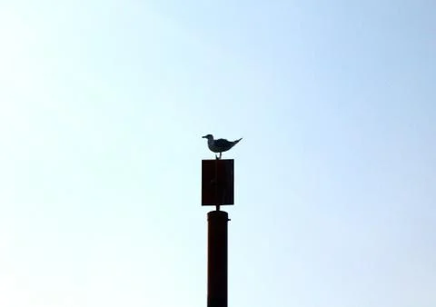 The Seagull on a pole Stock Photos