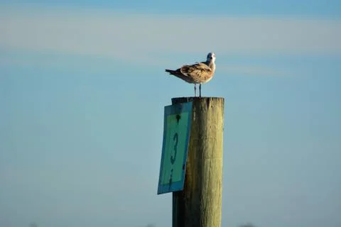 A seagull on a pole Stock Photos
