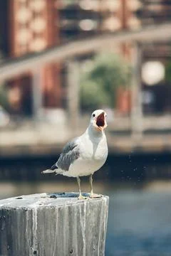 Seagull on pole screaming Stock Photos