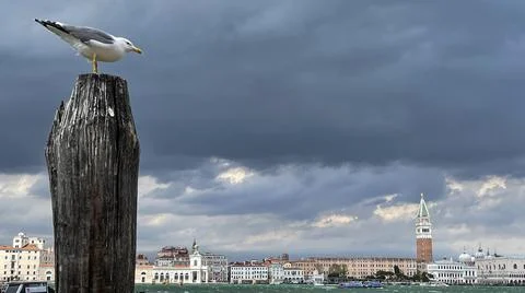 Seagull on a pole in a storm in Venice Stock Photos