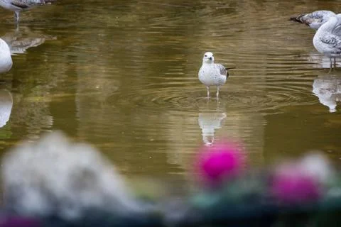 Seagull in the pond Stock Photos