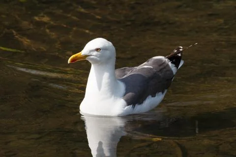 Seagull on a pond Stock Photos