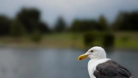 Seagull pondering Stock Photos