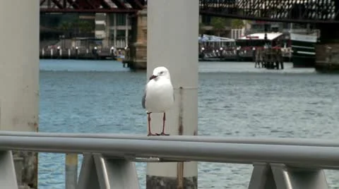 Seagull at port 2 Stock Footage 11139521