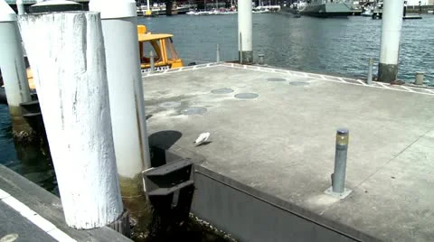 Seagull at port 6 Stock Footage 11139513