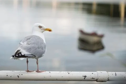 Seagull in port area Stock Photos