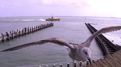 Seagull in port. Stock-Footage 34490700
