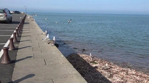 Seagull on the port Video stock 76910634