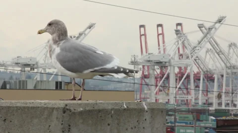 Seagull at Port of Seattle 2 Stock Footage 35761087