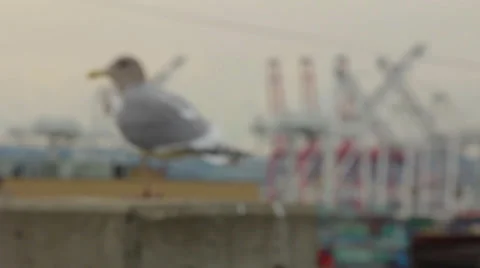 Seagull at Port of Seattle Stock Footage 35761047