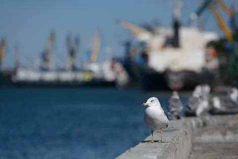 Seagull at port side Stock Photos