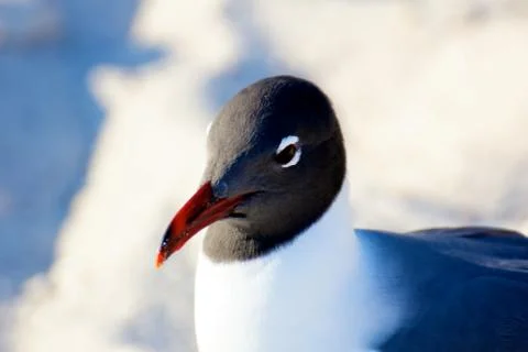 Seagull Portrait Foto stock