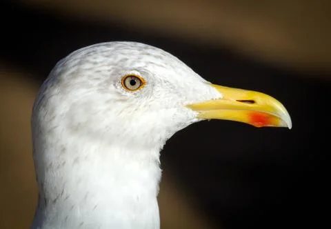Seagull portrait Fotos Stock