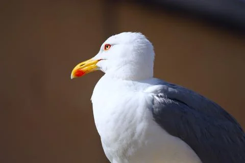 Seagull portrait Stock Photos