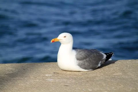 Seagull portrait Stock Photos