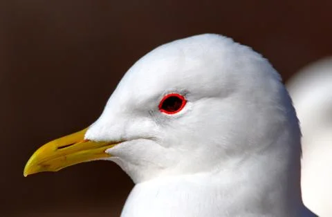 Seagull portrait Stock Photos