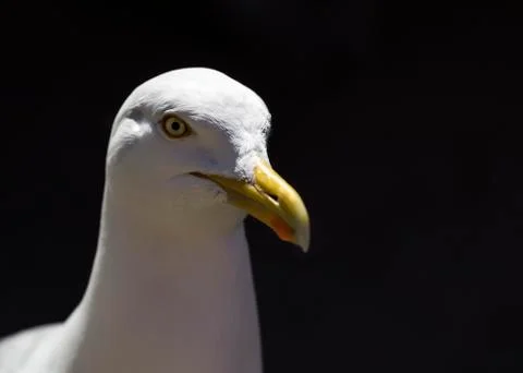 Seagull portrait Stock Photos