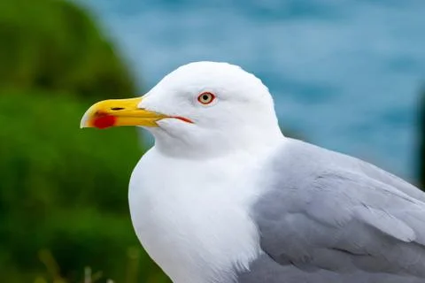Seagull portrait 库存照片