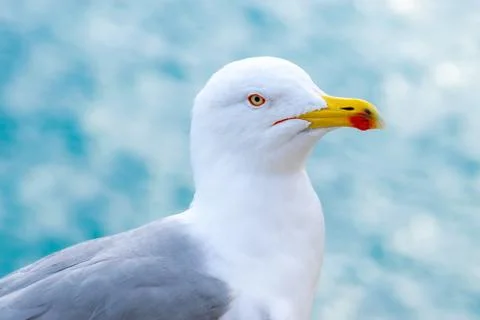 Seagull portrait 库存照片