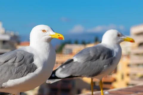 Seagull portrait Stock Photos
