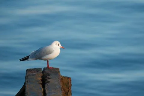 Seagull portrait Stock Photos