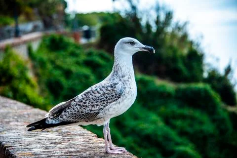 Seagull portrait Stock Photos