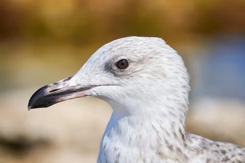 Seagull portrait Foto stock
