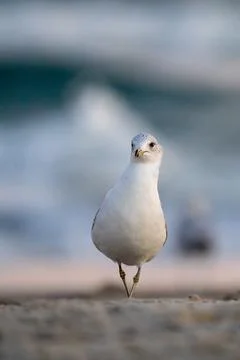 Seagull Portrait Stock Photos