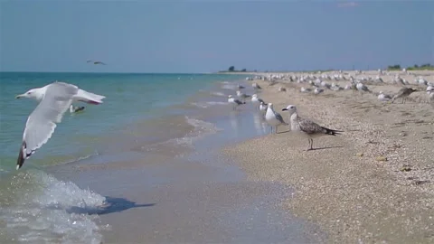 Seagull portrait walking seaside without people at sunny summer day Stock Footage 184554046