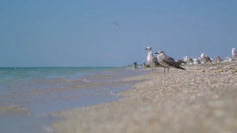 Seagull portrait walking seaside without people at sunny summer day Stock Footage 184564961