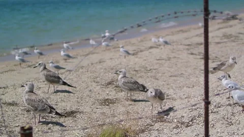 Seagull portrait walking seaside without people at sunny summer day Stock-Footage 184566094